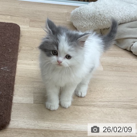 スコティッシュフォールドの写真