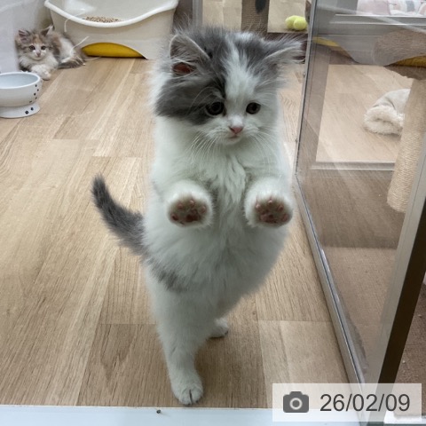 スコティッシュフォールドの写真