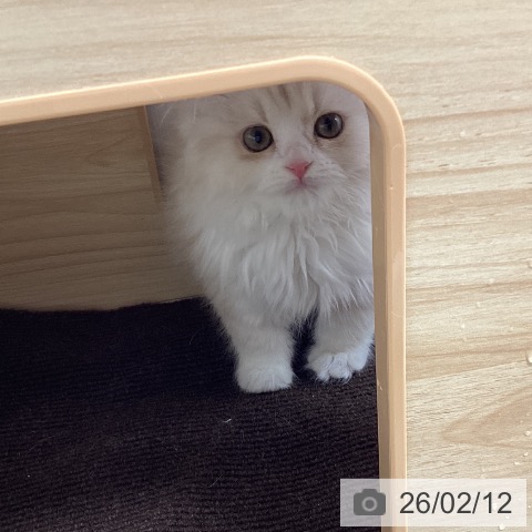 宮城県のスコティッシュフォールド (ペットプラス 仙台上杉店/2025年12月9日生まれ/女の子/クリームタビーホワイト)の子猫の4枚目の画像