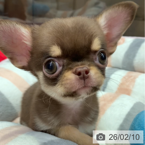 千葉県のチワワ(ロング) (ペットプラス 幕張新都心店/2025年12月2日生まれ/男の子/チョコレートタンホワイト)の子犬の4枚目の画像