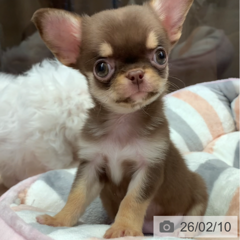 千葉県のチワワ(ロング) (ペットプラス 幕張新都心店/2025年12月2日生まれ/男の子/チョコレートタンホワイト)の子犬の3枚目の画像