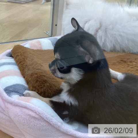 埼玉県のチワワ(ロング) (ペットプラス 羽生店/2025年12月2日生まれ/女の子/ブラックタンホワイト)の子犬の3枚目の画像