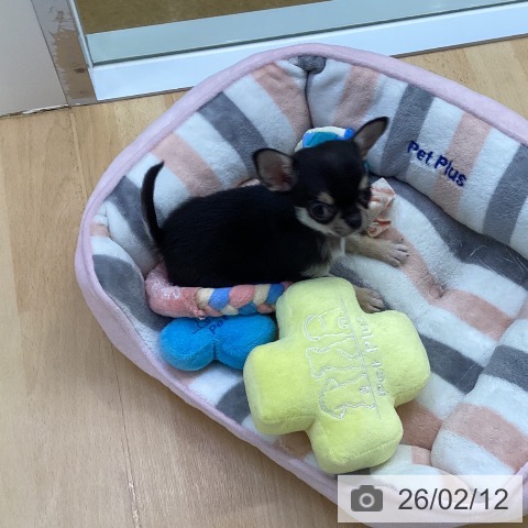 埼玉県のチワワ(ロング) (ペットプラス 羽生店/2025年12月2日生まれ/女の子/ブラックタンホワイト)の子犬の3枚目の画像