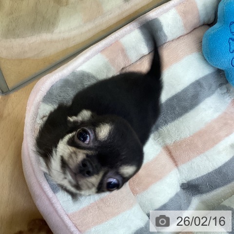 埼玉県のチワワ(ロング) (ペットプラス 羽生店/2025年12月2日生まれ/女の子/ブラックタンホワイト)の子犬の3枚目の画像