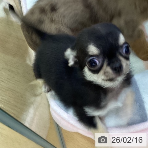 埼玉県のチワワ(ロング) (ペットプラス 羽生店/2025年12月2日生まれ/女の子/ブラックタンホワイト)の子犬の3枚目の画像