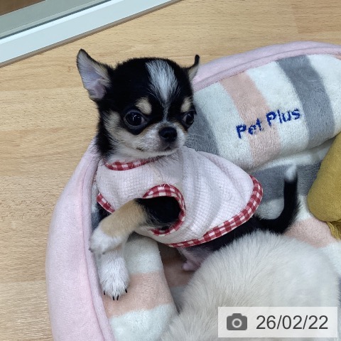 埼玉県のチワワ(ロング) (ペットプラス 浦和美園店/2025年12月7日生まれ/男の子/ブラックタンホワイト)の子犬の4枚目の画像