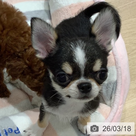 長野県のチワワ(ロング) (ペットプラス 松本店/2025年12月7日生まれ/男の子/ブラックタンホワイト)の子犬の4枚目の画像