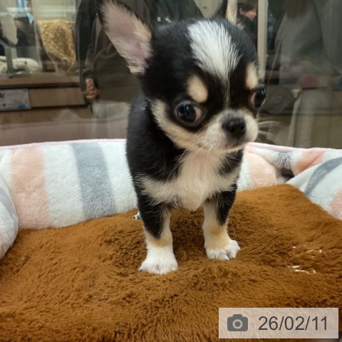 埼玉県のチワワ(ロング) (ペットプラス 浦和美園店/2025年12月7日生まれ/男の子/ブラックタンホワイト)の子犬の3枚目の画像