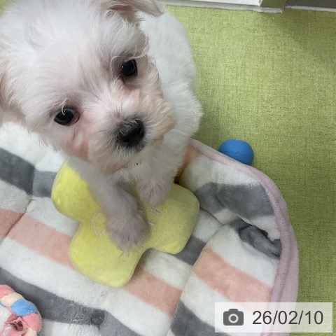 マルチーズの写真