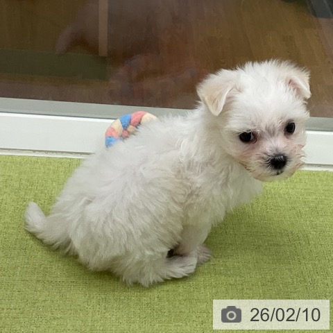 マルチーズの写真