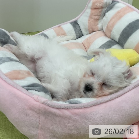 千葉県のマルチーズ (ペットプラス 成田店/2025年12月4日生まれ/女の子/ホワイト)の子犬の3枚目の画像