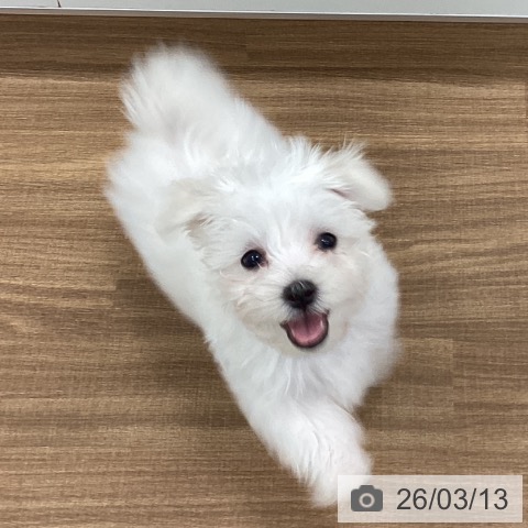 茨城県のマルチーズ (ペッツワン つくば店/2025年12月4日生まれ/女の子/ホワイト)の子犬の4枚目の画像