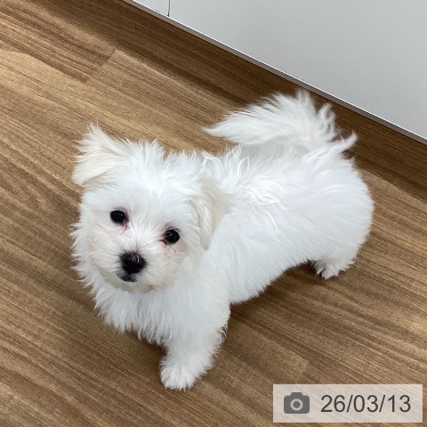 茨城県のマルチーズ (ペッツワン つくば店/2025年12月4日生まれ/女の子/ホワイト)の子犬の3枚目の画像