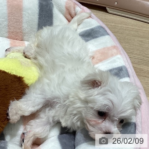 東京都のマルチーズ (ペットプラス 立川高島屋S.C.店/2025年12月4日生まれ/女の子/ホワイト)の子犬の4枚目の画像