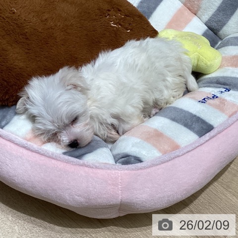 東京都のマルチーズ (ペットプラス 立川高島屋S.C.店/2025年12月4日生まれ/女の子/ホワイト)の子犬の3枚目の画像