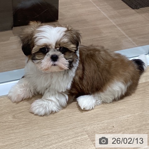 宮城県のシーズー (ペットプラス 名取店/2025年12月11日生まれ/女の子/ホワイトゴールド)の子犬の3枚目の画像