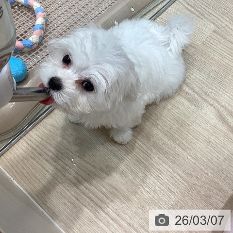 マルチーズの写真