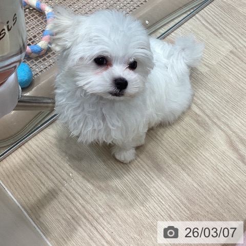 マルチーズの写真