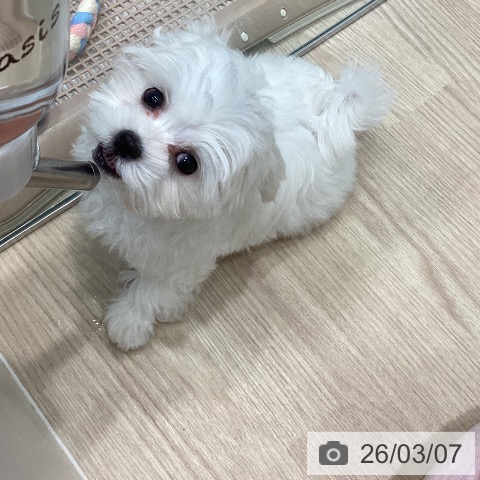 マルチーズの写真