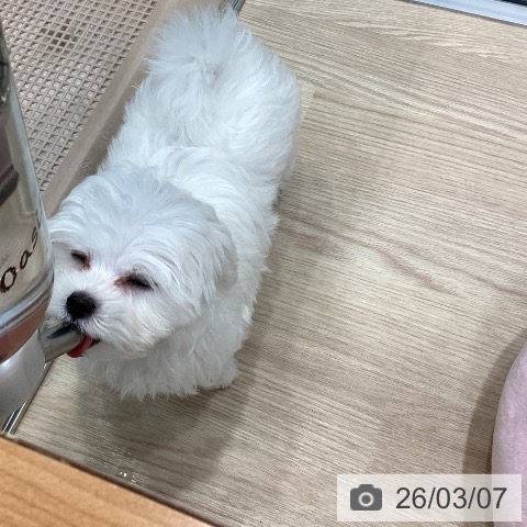 マルチーズの写真