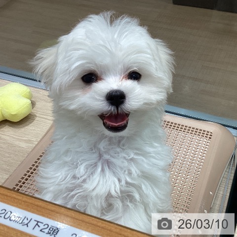 千葉県のマルチーズ (ペッツワン 千葉ニュータウン店/2025年12月11日生まれ/男の子/ホワイト)の子犬の3枚目の画像