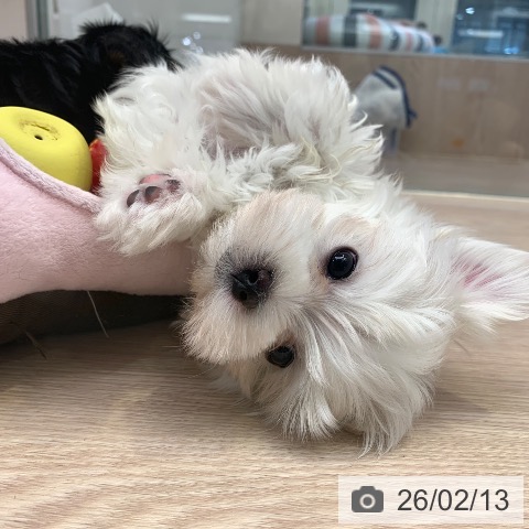 千葉県のマルチーズ (ペットプラス 幕張新都心店/2025年12月11日生まれ/女の子/ホワイト)の子犬の4枚目の画像