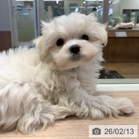 千葉県のマルチーズ (ペットプラス 幕張新都心店/2025年12月11日生まれ/女の子/ホワイト)の子犬の3枚目の画像