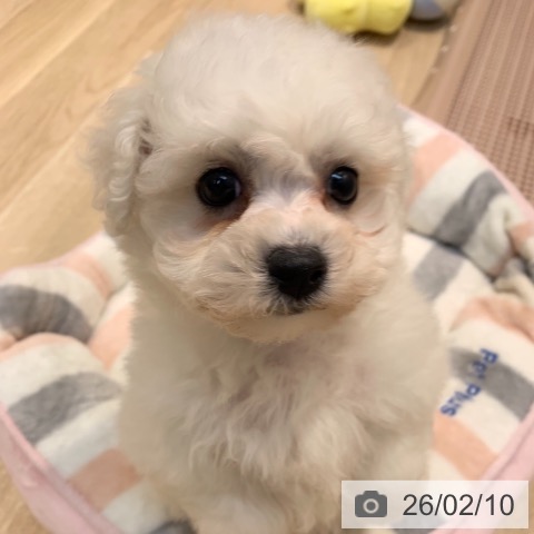 東京都のビションフリーゼ (ペットプラス アクアシティお台場店/2025年12月11日生まれ/男の子/ホワイト)の子犬の4枚目の画像