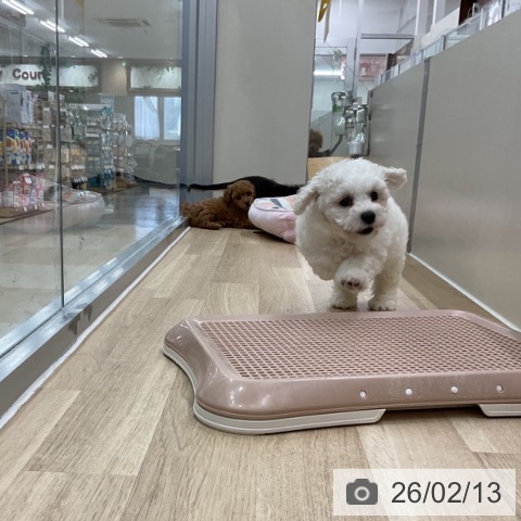 神奈川県のビションフリーゼ (ペットプラス アミーゴ藤沢店/2025年12月11日生まれ/男の子/ホワイト)の子犬の4枚目の画像