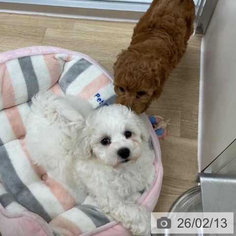 神奈川県のビションフリーゼ (ペットプラス アミーゴ藤沢店/2025年12月11日生まれ/男の子/ホワイト)の子犬の3枚目の画像