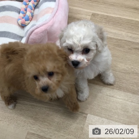 東京都のビションフリーゼ (ペットプラス むさし村山店/2025年12月11日生まれ/女の子/ホワイト)の子犬の4枚目の画像