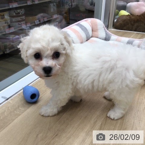 東京都のビションフリーゼ (ペットプラス むさし村山店/2025年12月11日生まれ/女の子/ホワイト)の子犬の3枚目の画像