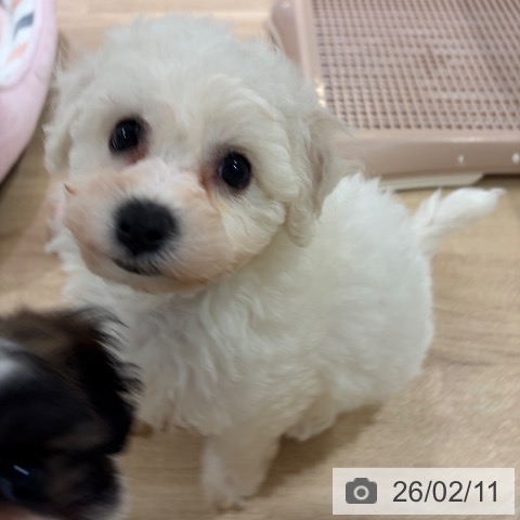 ビション・フリーゼの写真