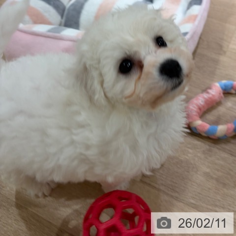 ビション・フリーゼの写真