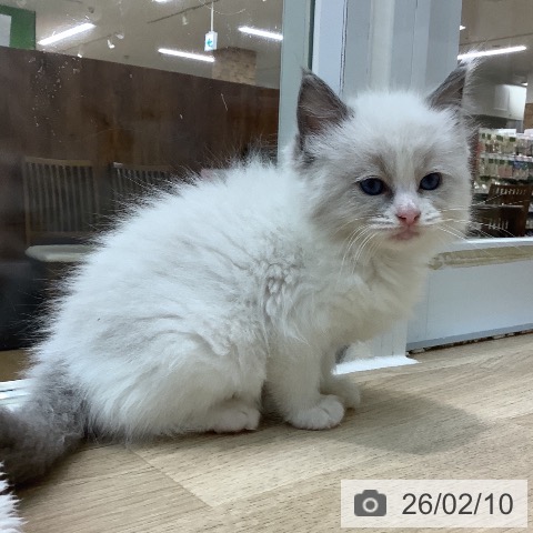 ラグドールの写真