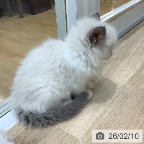 ラグドールの写真