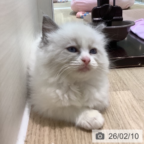 ラグドールの写真