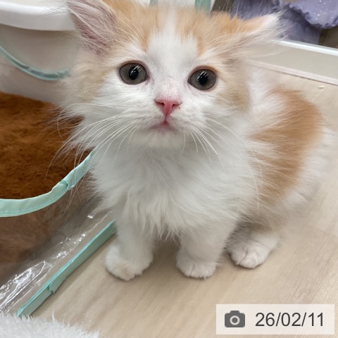埼玉県のラガマフィン (ペットプラス 浦和美園店/2025年11月27日生まれ/男の子/レッドタビーホワイト)の子猫の3枚目の画像