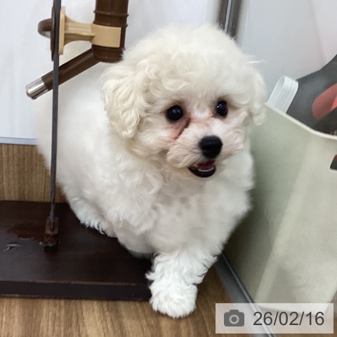 東京都のビションフリーゼ (ペッツワン 青梅インター店/2025年12月10日生まれ/女の子/ホワイト)の子犬の3枚目の画像