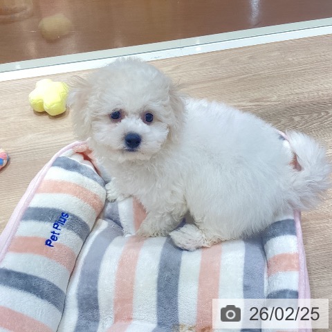 千葉県のビションフリーゼ (ペットプラス ユーカリが丘店/2025年12月10日生まれ/女の子/ホワイト)の子犬の4枚目の画像