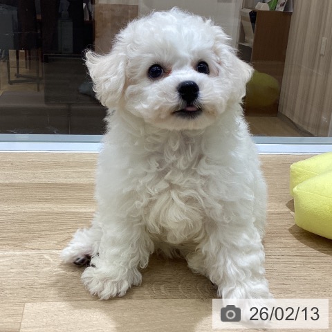 東京都のビションフリーゼ (ペットプラス MARK IS 葛飾かなまち店/2025年12月10日生まれ/女の子/ホワイト)の子犬の3枚目の画像