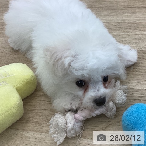 山梨県のビションフリーゼ (ペットプラス 甲府国母店/2025年11月24日生まれ/女の子/ホワイト)の子犬の3枚目の画像