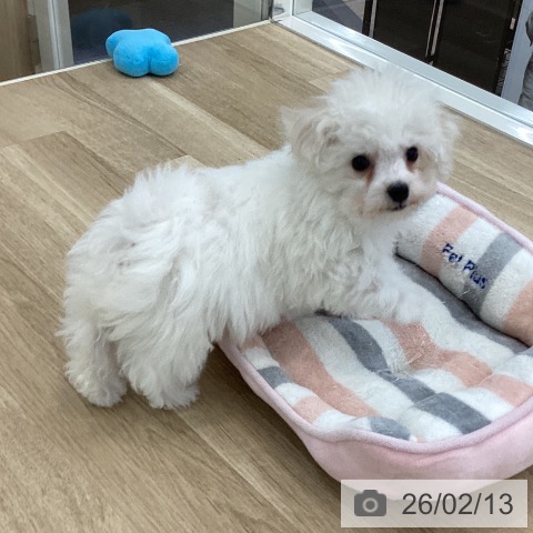 山梨県のビションフリーゼ (ペットプラス 甲府国母店/2025年11月24日生まれ/女の子/ホワイト)の子犬の3枚目の画像