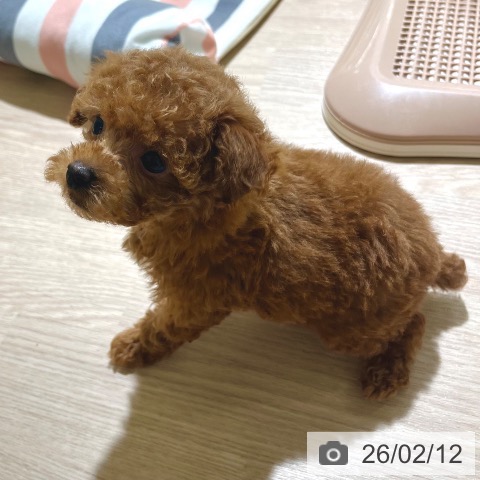 東京都のトイプードル(トイ) (ペットプラス 板橋店/2025年12月11日生まれ/女の子/アプリコット)の子犬の4枚目の画像