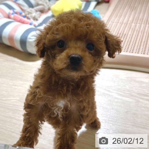 東京都のトイプードル(トイ) (ペットプラス 板橋店/2025年12月11日生まれ/女の子/アプリコット)の子犬の3枚目の画像