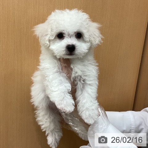 埼玉県のビションフリーゼ (ペットプラス ピオニウォーク東松山店/2025年12月11日生まれ/男の子/ホワイト)の子犬の4枚目の画像