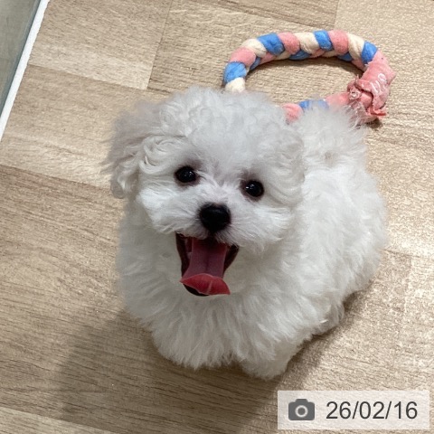 埼玉県のビションフリーゼ (ペットプラス ピオニウォーク東松山店/2025年12月11日生まれ/男の子/ホワイト)の子犬の3枚目の画像