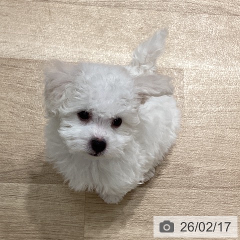 ビション・フリーゼの写真