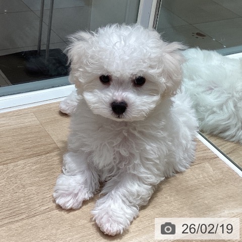 埼玉県のビションフリーゼ (ペットプラス ピオニウォーク東松山店/2025年12月11日生まれ/男の子/ホワイト)の子犬の3枚目の画像