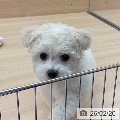 埼玉県のビションフリーゼ (ペッツワン 浦和美園店/2025年12月11日生まれ/女の子/ホワイト)の子犬の4枚目の画像